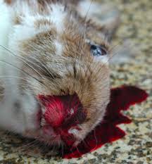 Close up showing dead rabbit with blood coming out of its nose