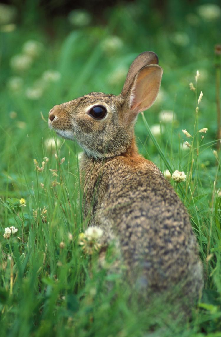 Adult cottontail rabbit in clover