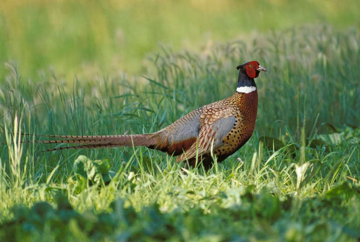 Ring-necked pheasant male