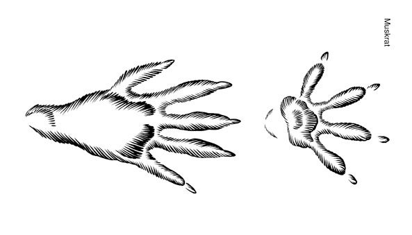 Illustration of common muskrat tracks