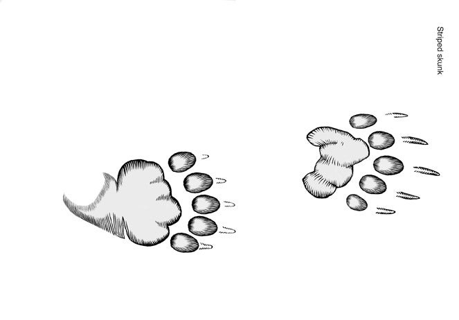 Illustration of spotted skunk tracks