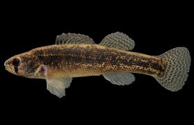 Goldstripe darter side view photo with black background