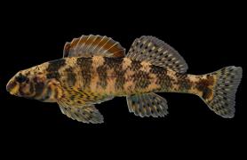 Harlequin darter side view photo with black background