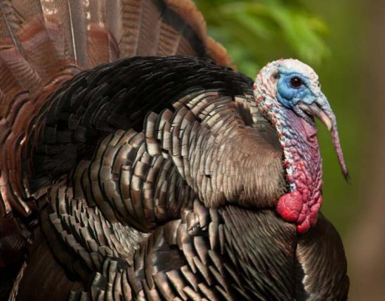 Large turkey with feathers flared