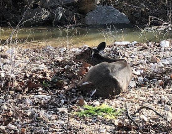 deer lying on ground in wooded area near stream