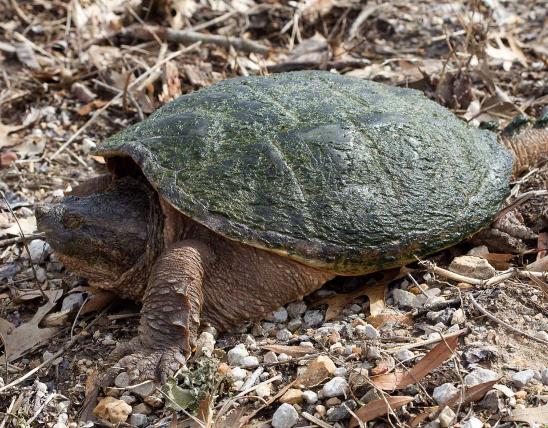 Eastern snapping turtle walking on land with algae on shell.