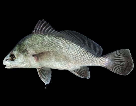 Freshwater drum side view photo with black background