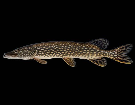 Northern pike side view photo with black background