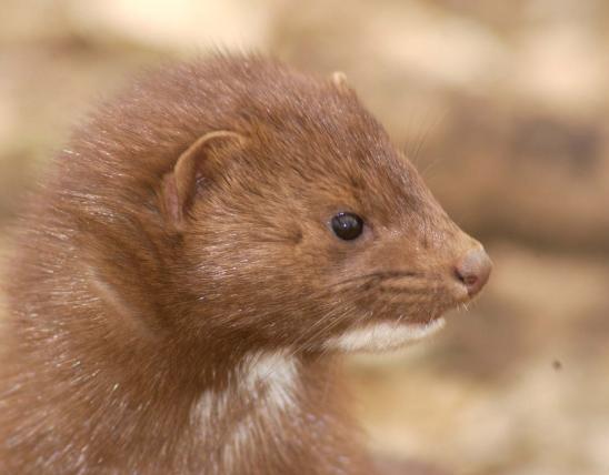 Image of mink