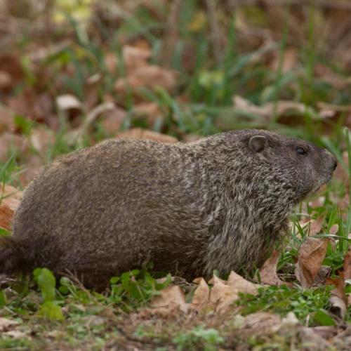 Groundhog in leaves and grass