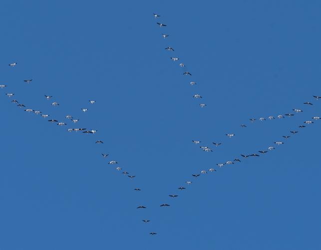 Several chevrons of snow geese fly against a blue sky at Loess Bluffs NWR