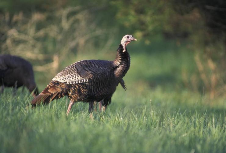 Young male turkey