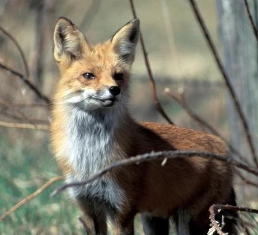 Red fox standing and looking to side