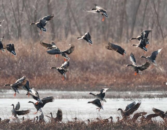 Several greater white-fronted geese flying near water at Eagle Bluffs Conservation Area