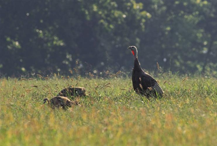 Turkey hen watches over two poults feeding in pasture