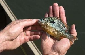 An angler holds a palm-sized long-eared sunfish in his hand.