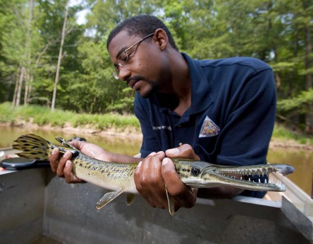 Man holding an alligator gar in his hands prior to placing it into the water