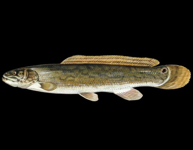 Eyetail bowfin, side view illustration with black background