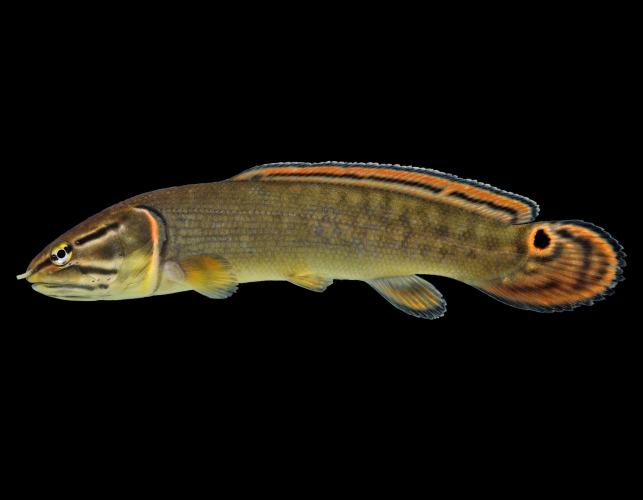 Eyetail bowfin juvenile, side view photo with black background