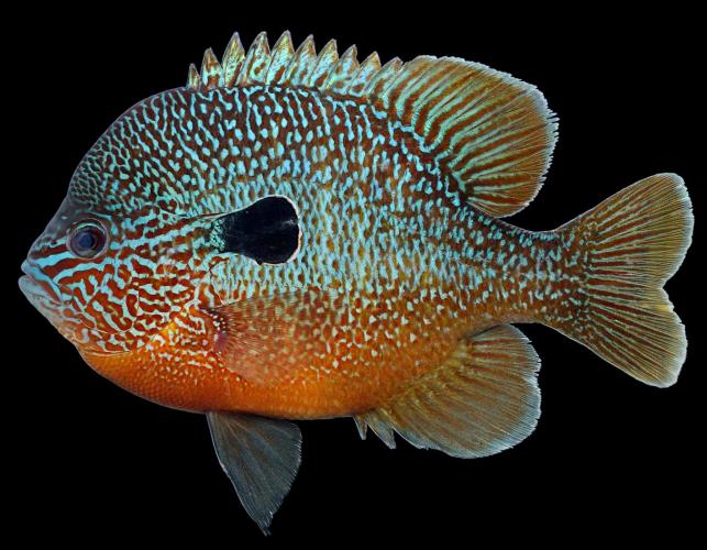 Longear sunfish, male in spawning colors, side view photo with black background