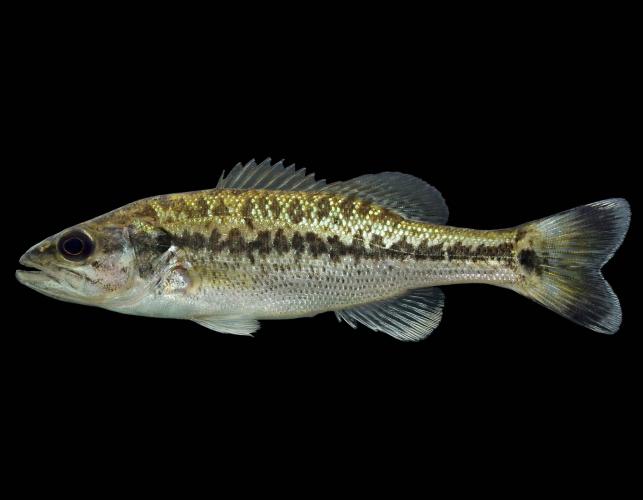 Spotted bass juvenile, side view photo with black background