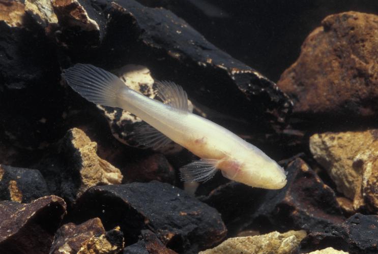 Ozark cavefish