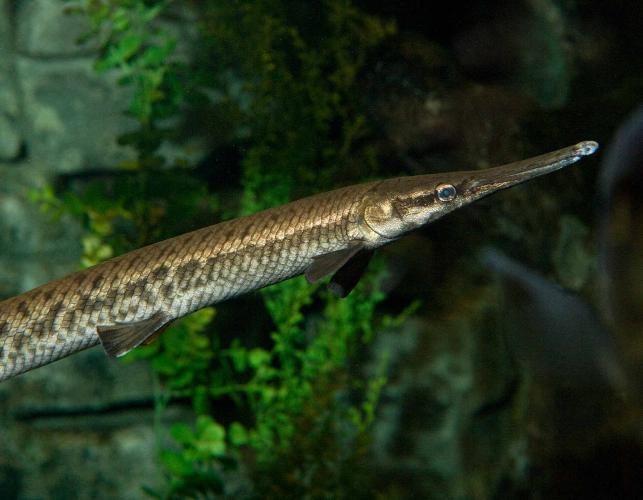 Shortnose gar, image of head and front portion of body, swimming in an aquarium