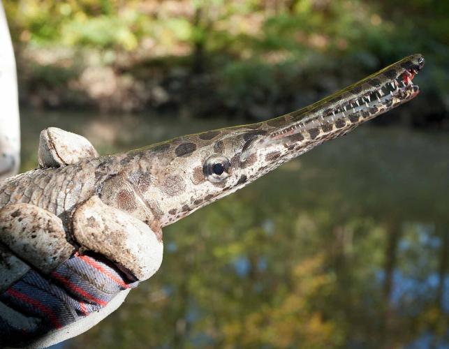 Spotted gar, closeup of head, held in a fisher’s gloved hands, at Mingo NWR