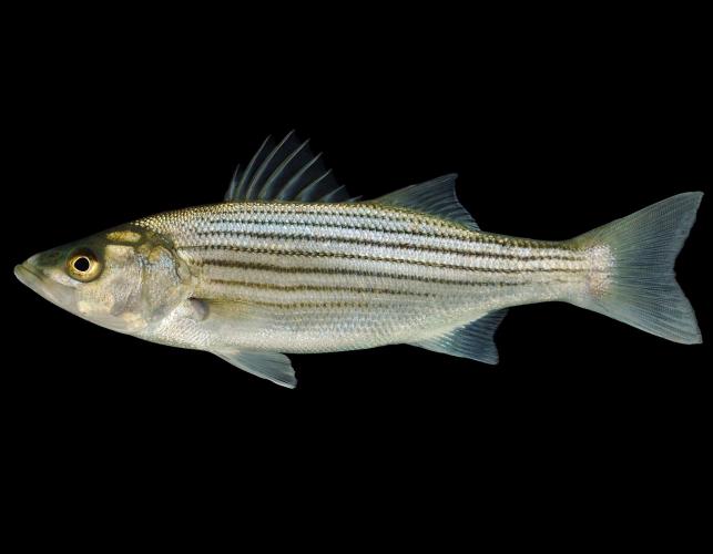 Striped bass side view photo with black background
