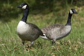 Canada geese on lawn