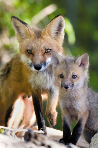 Close up of fox mother and pup