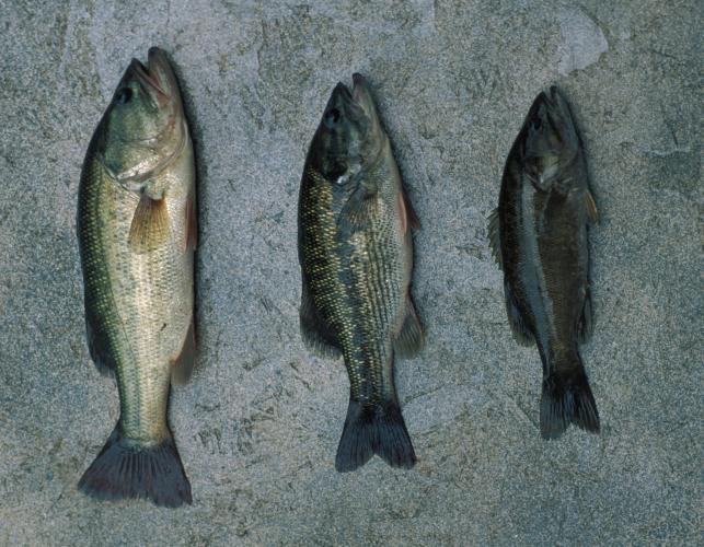 Three captured fish lying on a surface, left to right: largemouth bass, spotted bass, and smallmouth bass