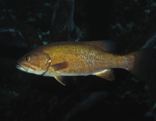 Image of a smallmouth bass