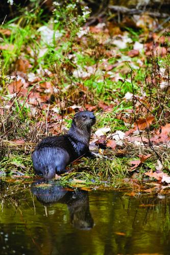 Photo of a river otter on a stream bank.