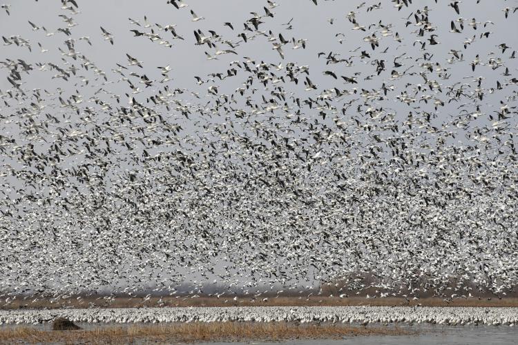 Thousands of snow geese over a lake during migration north