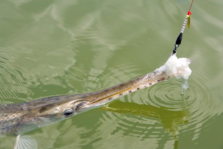 A long nosed gar is reeled in after biting on a gar lure of frayed rope.