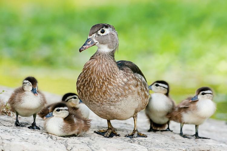 Female wood duck with ducklings