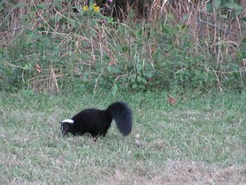 Striped Skunk at Peck Ranch Conservation Area