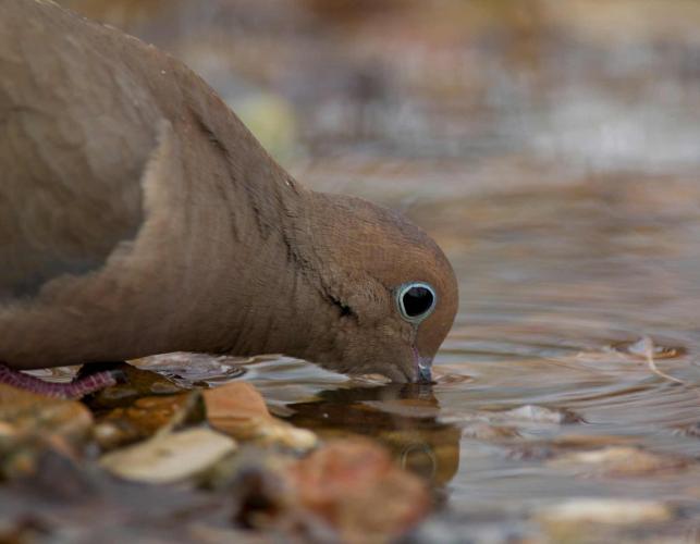 Photograph of a Mourning Dove drinking water with head down
