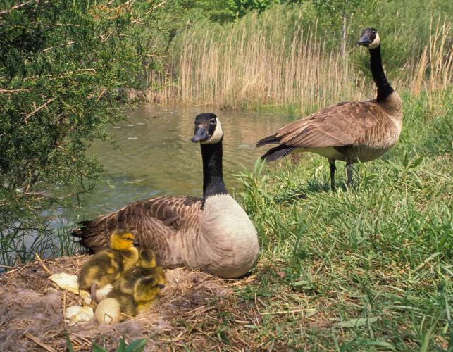 Photo of Canada geese pair with nest and goslings