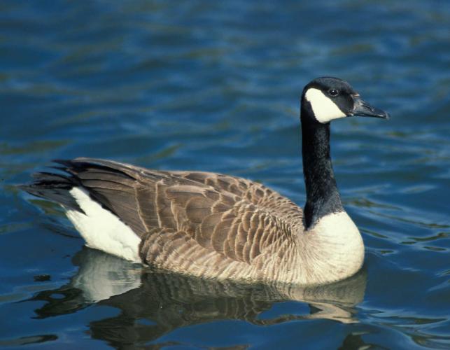 Photo of Canada goose swimming