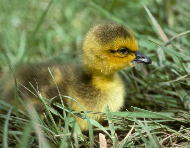 Photo of young Canada goose gosling