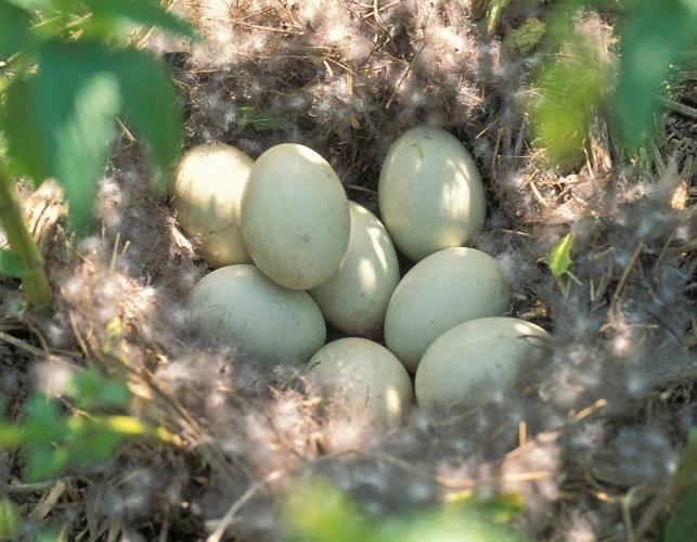 Photo of mallard nest with eggs