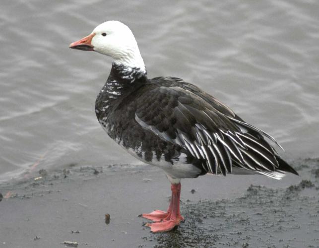 Photo of a snow goose, blue form, standing on muddy shoreline
