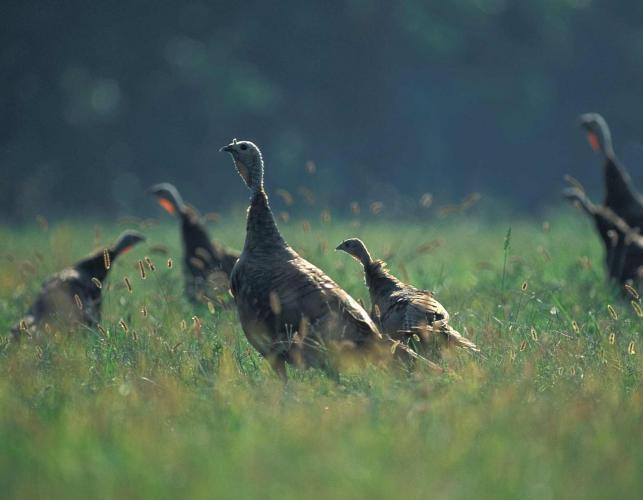 Photo of several wild turkey hen poults in grassy field