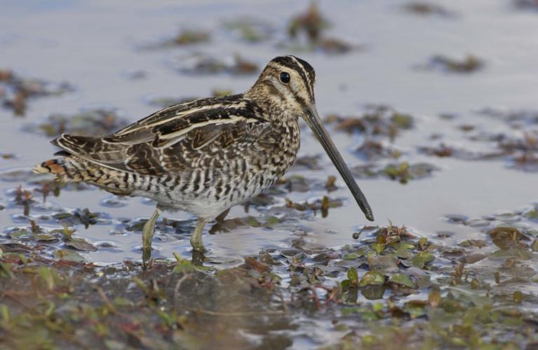 Photo of a Wilson's snipe, a pudgy, long-billed bird, wading in a marsh.