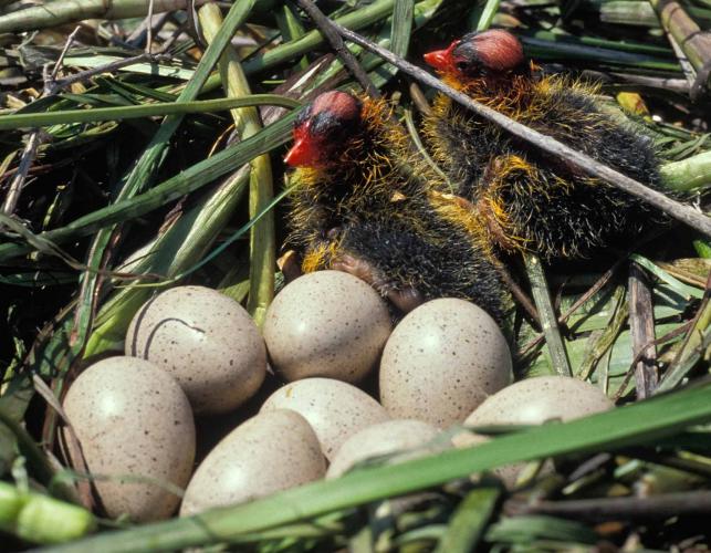 Photo of American coot nest, eggs, and young.