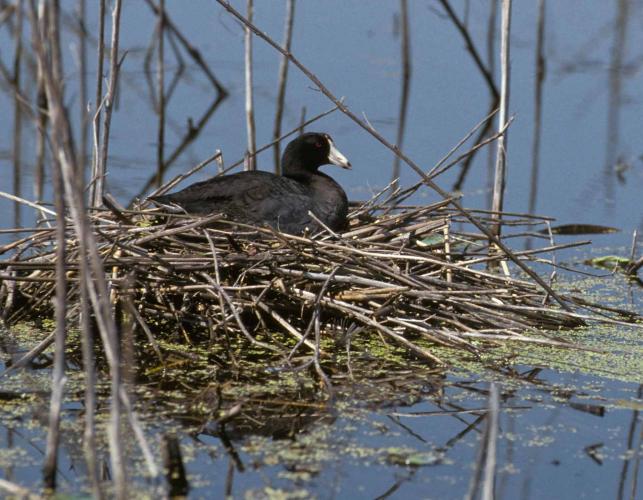 Photo of an American coot on its nest.