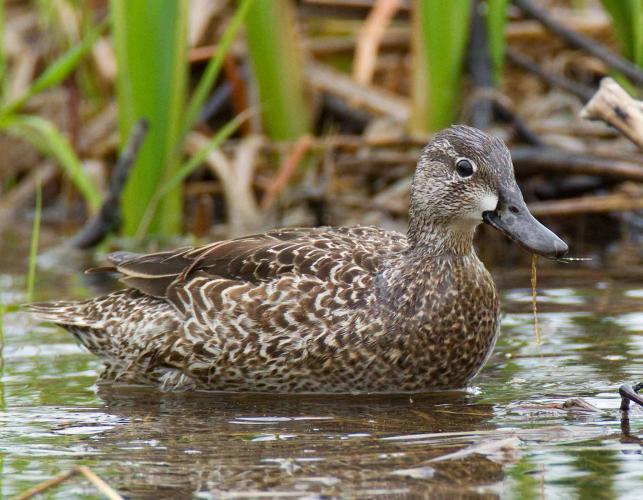 Photo of a female blue-winged teal floating in shallow water among cattails.