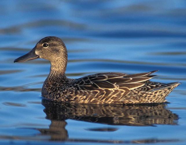 Photo of a female blue-winged teal floating on water.